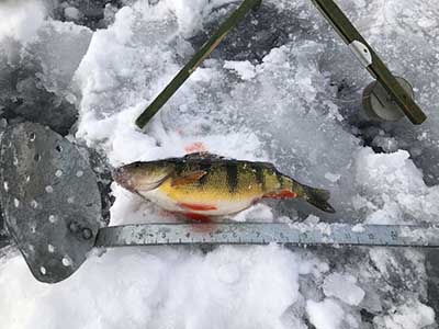 Guided Ice Fishing Trips